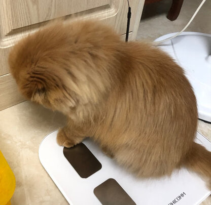 豆腐猫砂