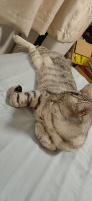 膨润土猫砂