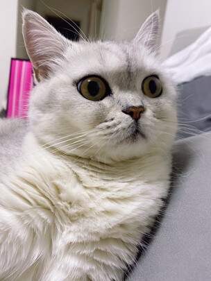 猫砂盆