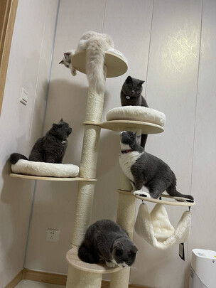 猫爬架