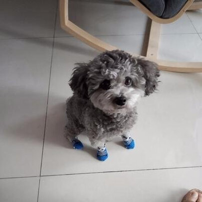 狗狗袜子