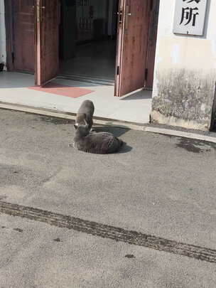 猫罐头