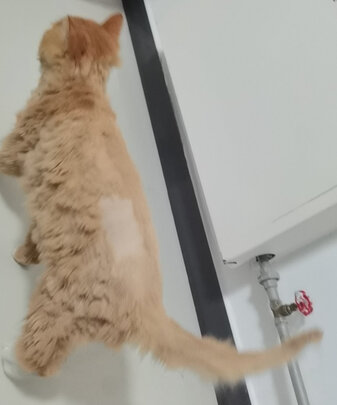 狗狗电推剪