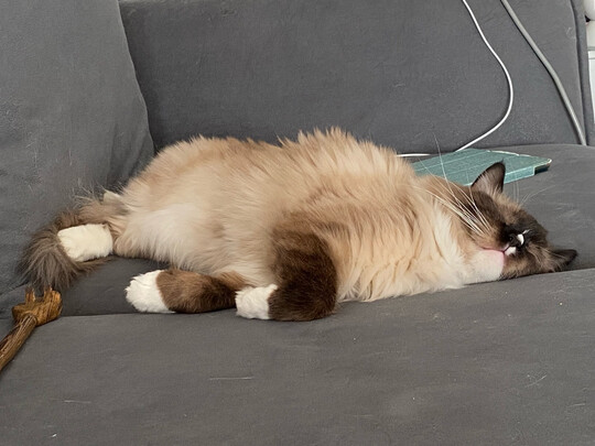 猫罐头