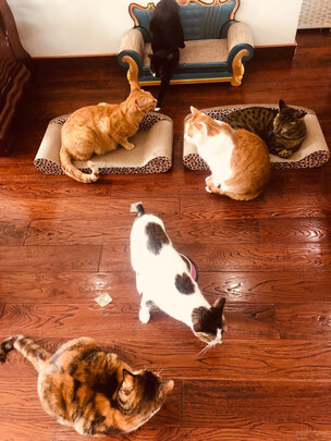 膨润土猫砂