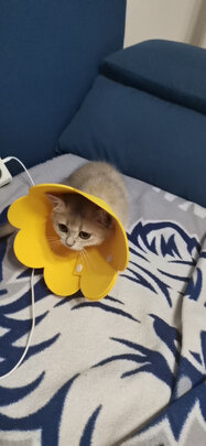 猫项圈