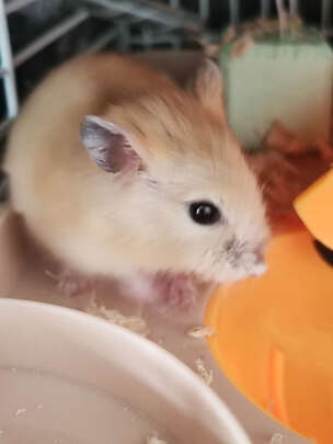 兔粮提摩西草