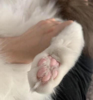  狗狗电推剪