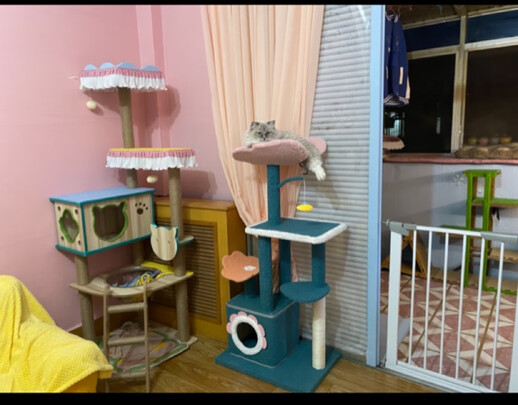 猫爬架