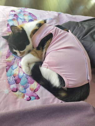 猫咪手术服