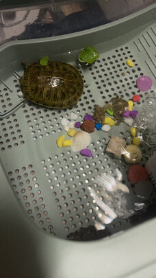 乌龟晒背灯泡