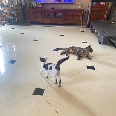 猫粮
