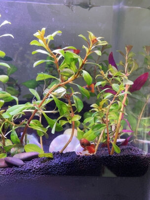 水草泥