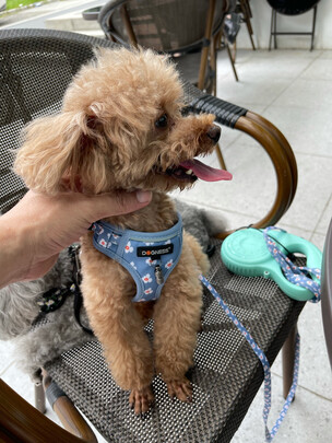 狗狗牵引绳