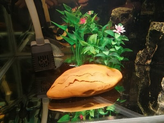 乌龟缸