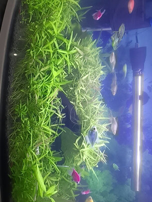 鱼缸硝化细菌