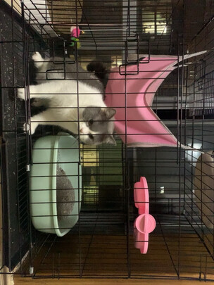  猫笼