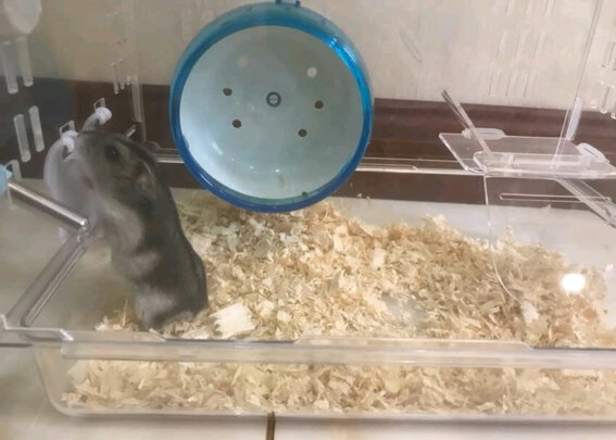 仓鼠木屑