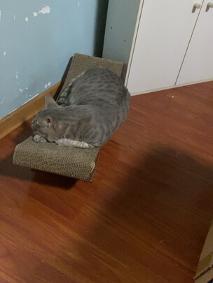 猫抓板
