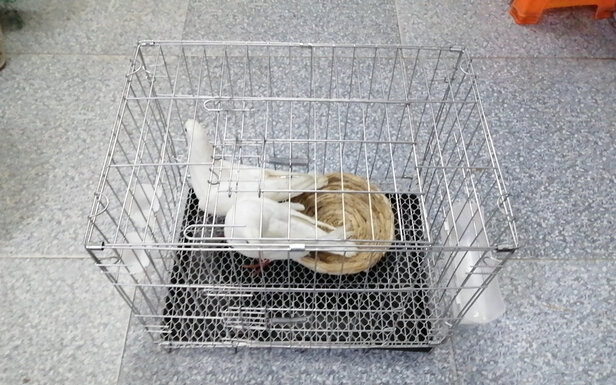 鸟笼