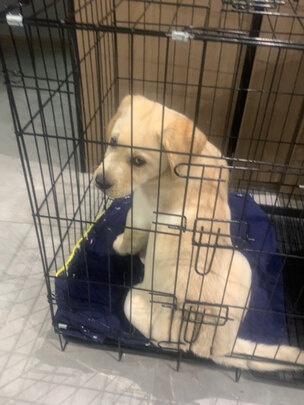  狗笼