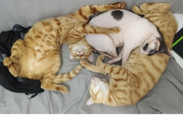 猫冻干