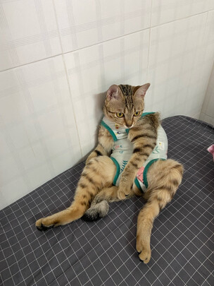 猫咪手术服