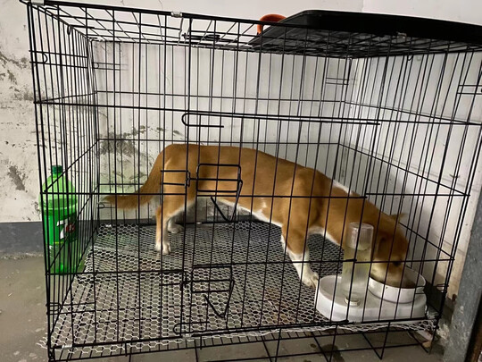  狗笼