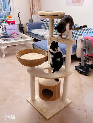 猫爬架