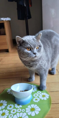 猫碗狗碗