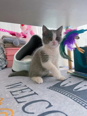 猫窝