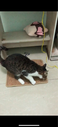 猫抓板