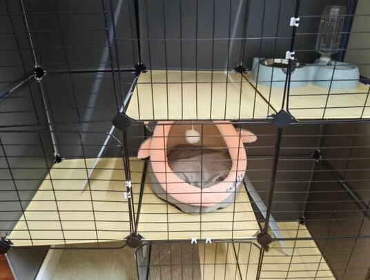  猫笼