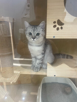 猫笼