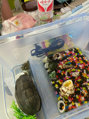 乌龟缸
