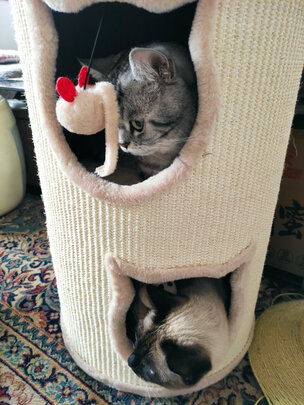 猫爬架