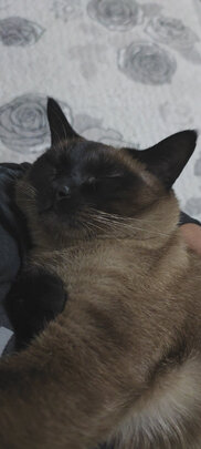 猫粮