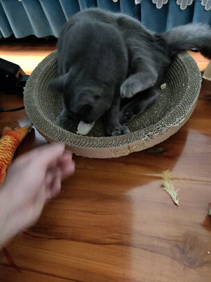 猫冻干