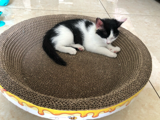 猫窝