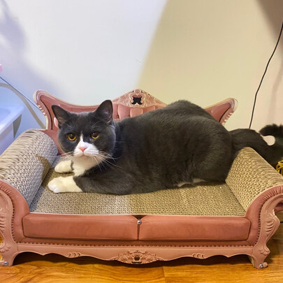 猫窝