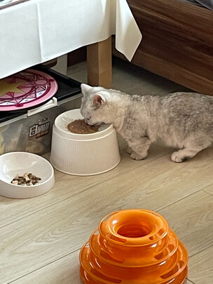 猫碗狗碗