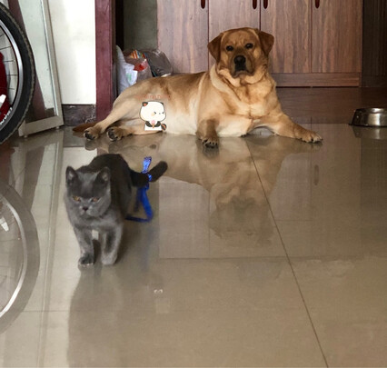 豆腐猫砂
