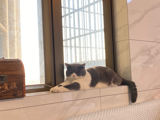 膨润土猫砂
