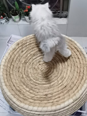 狗窝