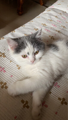 猫砂盆