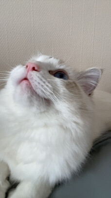 猫玩具