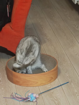 猫抓板
