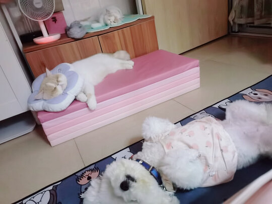  宠物烘干箱