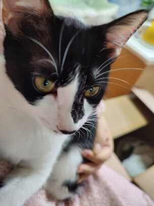 狗狗除臭剂