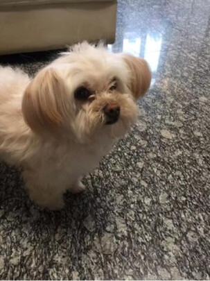 宠物除臭剂